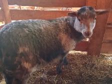 agnelle suffolk