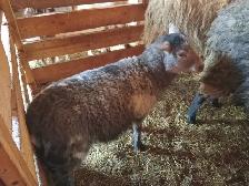 agnelle suffolk - Photo 2