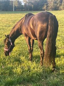 6 year old gelding "Jeb"