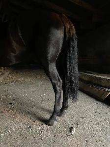 6 year old gelding "Jeb" - Photo 2