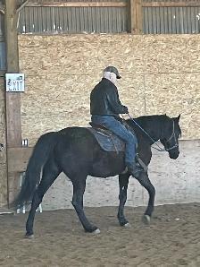 6 year old gelding "Jeb" - Photo 3