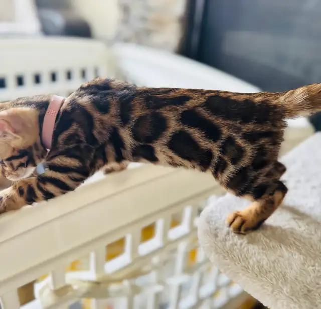 Gorgeous PUREBRED Bengal Kittens