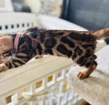 Gorgeous PUREBRED Bengal Kittens