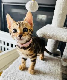 Gorgeous PUREBRED Bengal Kittens - Photo 2