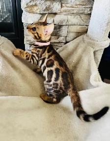 Gorgeous PUREBRED Bengal Kittens - Photo 3
