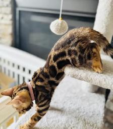 Gorgeous PUREBRED Bengal Kittens - Photo 4