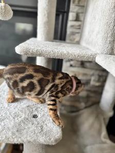 Gorgeous PUREBRED Bengal Kittens - Photo 5