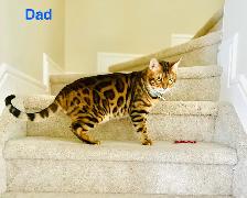 Gorgeous PUREBRED Bengal Kittens - Photo 6
