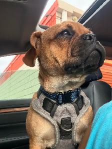 Frug Puppy (Frenchie/Pug mix)