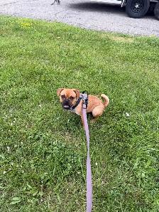 Frug Puppy (Frenchie/Pug mix) - Photo 2