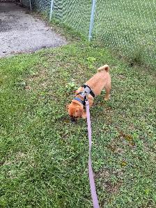 Frug Puppy (Frenchie/Pug mix) - Photo 3