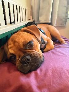 Frug Puppy (Frenchie/Pug mix) - Photo 4
