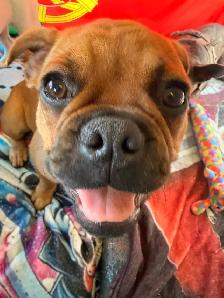 Frug Puppy (Frenchie/Pug mix) - Photo 5