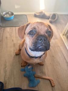Frug Puppy (Frenchie/Pug mix) - Photo 6