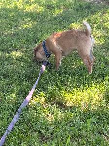 Frug Puppy (Frenchie/Pug mix) - Photo 7