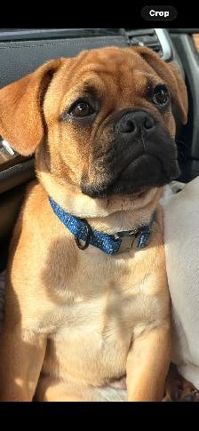 Frug Puppy (Frenchie/Pug mix) - Photo 8