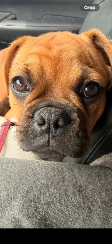 Frug Puppy (Frenchie/Pug mix) - Photo 9