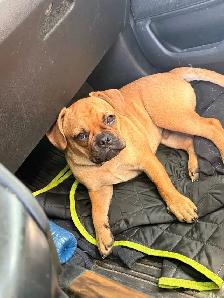 Frug Puppy (Frenchie/Pug mix) - Photo 10