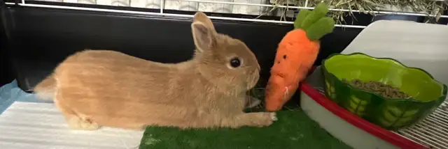LAPIN NAIN MALE CASTRÉ/NEUTERED MALE NETHERLAND DWARF RABBIT