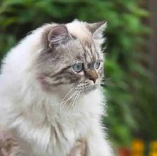 Male kitten