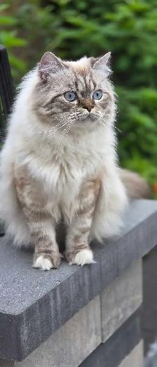 Male kitten - Photo 2
