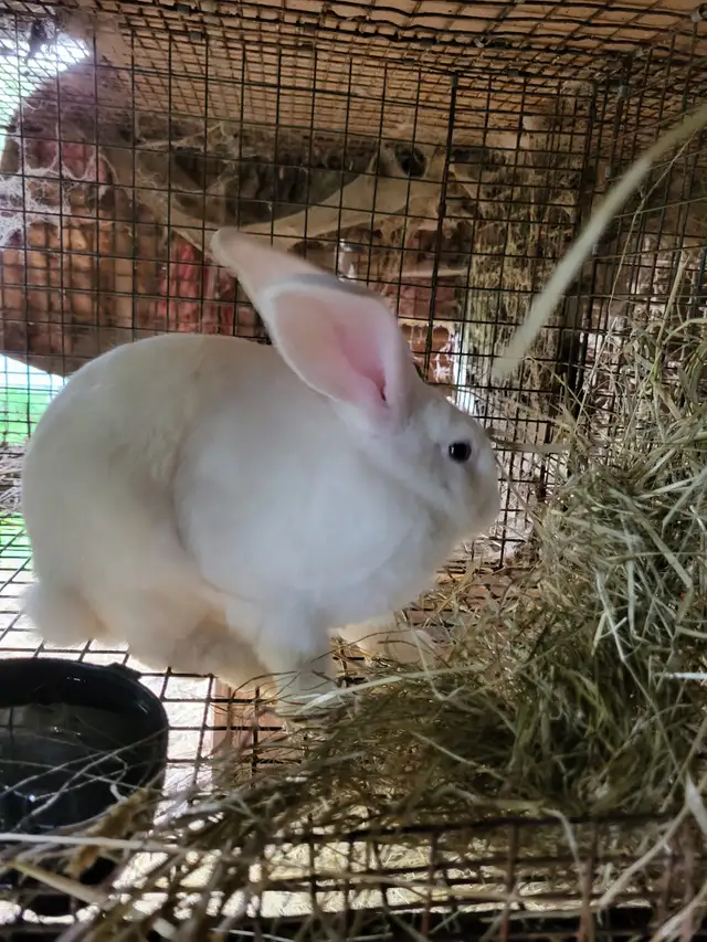 Lapin géant des flandre