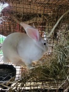 Lapin géant des flandre