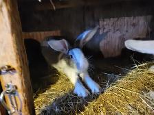 Lapin géant des flandre - Photo 4