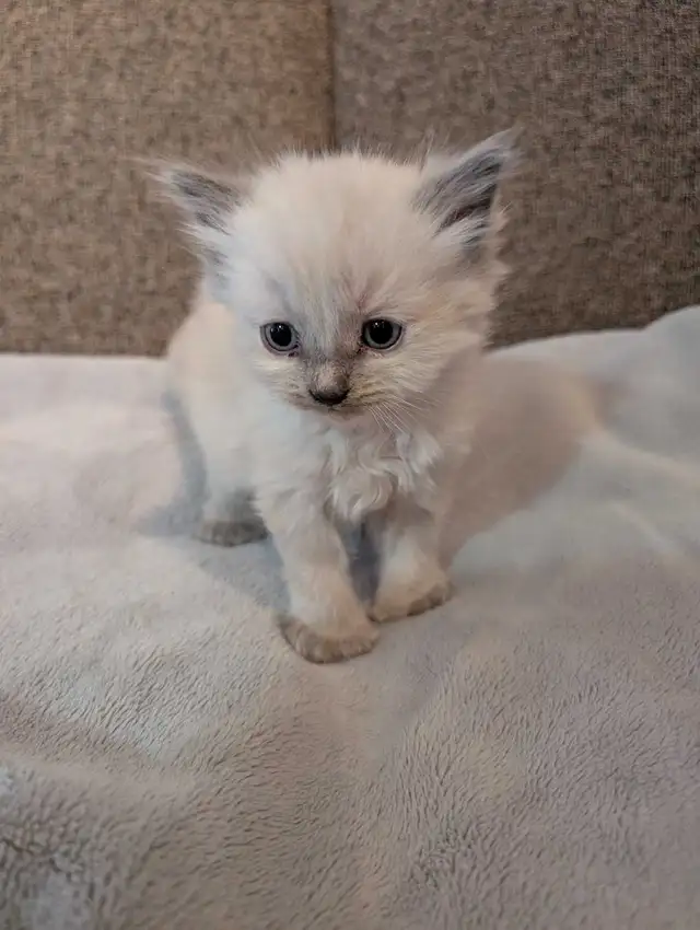 ragdoll kittens