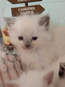ragdoll kittens - Photo 2