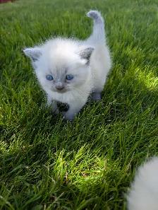 ragdoll kittens - Photo 3