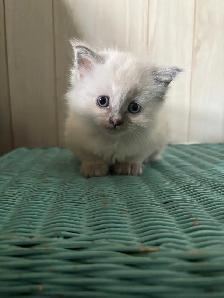 ragdoll kittens - Photo 4