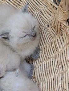 ragdoll kittens - Photo 5