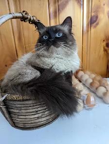 ragdoll kittens - Photo 6