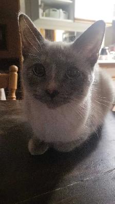 ragdoll kittens - Photo 7