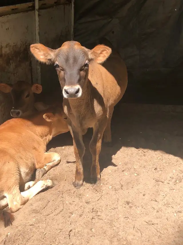 jersey calves