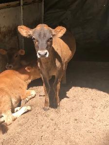 jersey calves