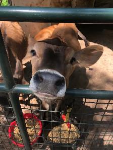 jersey calves - Photo 2