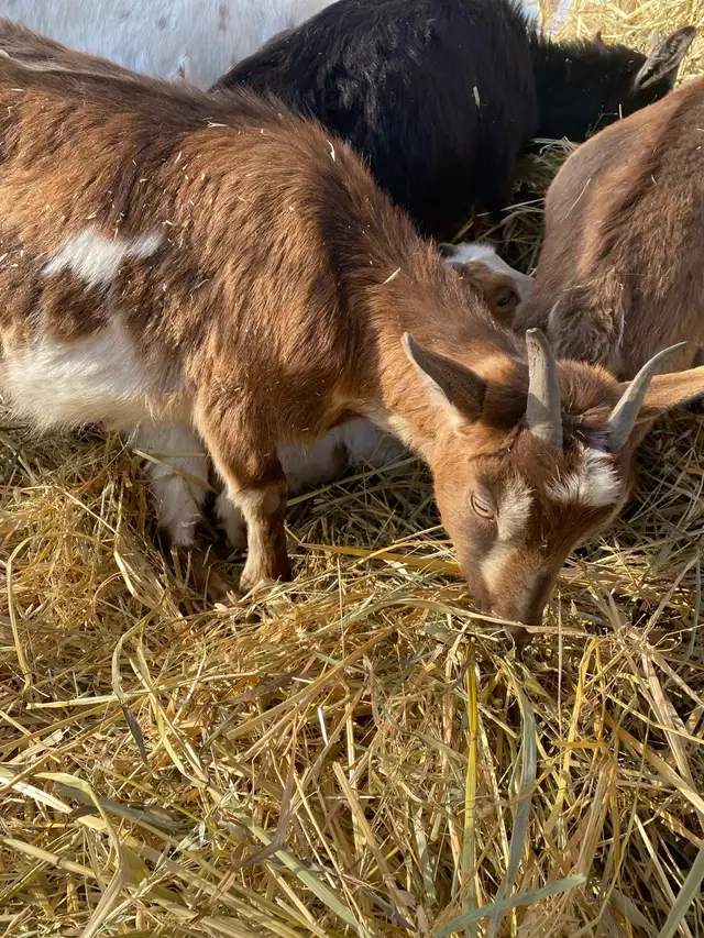 goats assorted