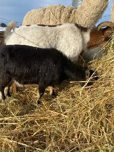 goats assorted - Photo 2