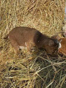 goats assorted - Photo 3