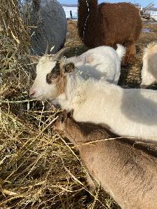 goats assorted - Photo 4