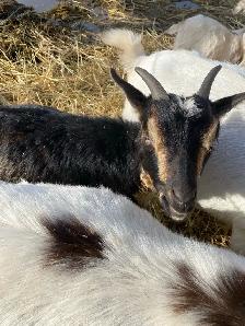 goats assorted - Photo 5