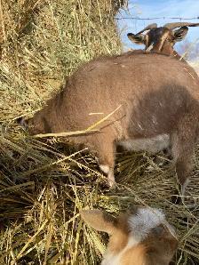 goats assorted - Photo 6