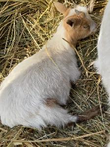 goats assorted - Photo 7
