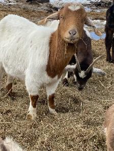 goats assorted - Photo 8