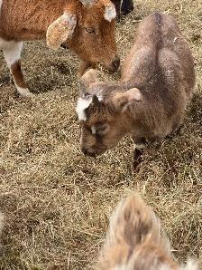 goats assorted - Photo 9