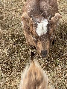 goats assorted - Photo 10