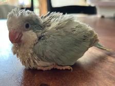 Handfed blue pallid Quaker baby