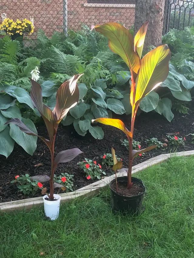 Canna Lily for Home or Garden - Perfect for Summer Patio!